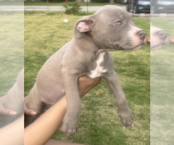 Medium Photo #15 American Bully Puppy For Sale in LAKE STATION, IN, USA