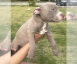 Small Photo #15 American Bully Puppy For Sale in LAKE STATION, IN, USA