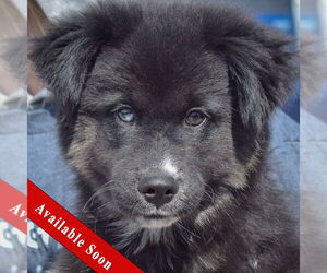 Australian Shepherd-German Shepherd Dog Mix Dogs for adoption in Huntley, IL, USA