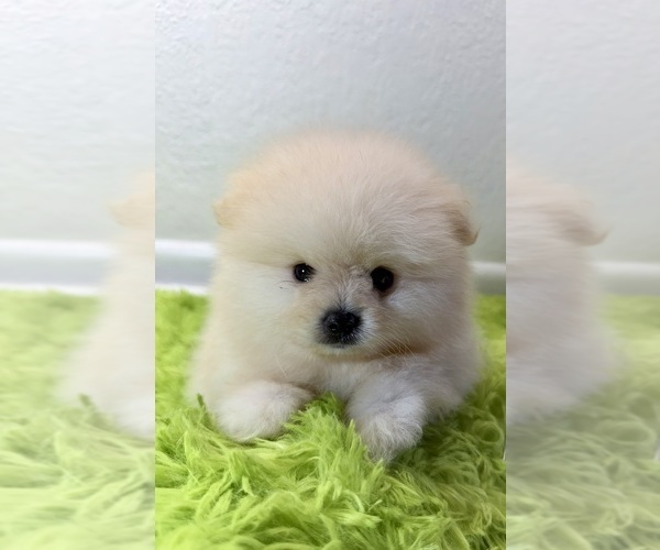 Medium Photo #1 Pomeranian Puppy For Sale in SANTA CLARITA, CA, USA