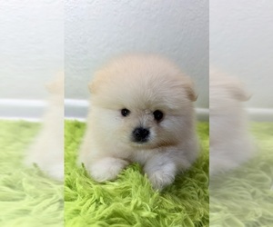 Medium Pomeranian