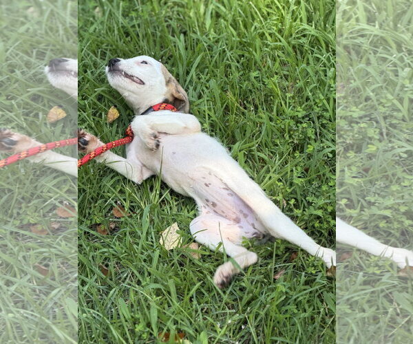 Medium Photo #2 Mutt Puppy For Sale in Yardley, PA, USA