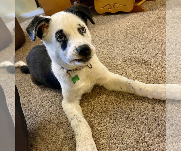 Medium Photo #6 Mutt Puppy For Sale in Fargo, ND, USA