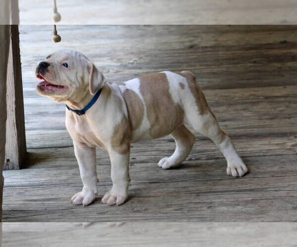 Medium Photo #2 American Bulldog Puppy For Sale in PARIS, TN, USA