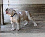 Small #1 American Bulldog