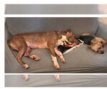 Small #7 Labrador Retriever Mix