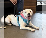 Small Photo #6 American Pit Bull Terrier-Unknown Mix Puppy For Sale in Spring Lake, NJ, USA