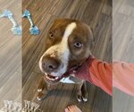 Small #2 American Pit Bull Terrier Mix