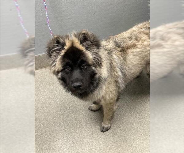 Medium Photo #1 Akita-Unknown Mix Puppy For Sale in Las Vegas, NV, USA
