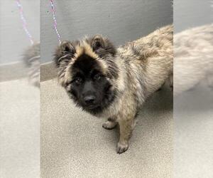 Akita-Unknown Mix Dogs for adoption in Las Vegas, NV, USA