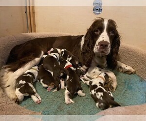 Mother of the English Springer Spaniel puppies born on 04/20/2023