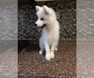 Samoyed Puppy for sale in MIDDLETOWN, NY, USA