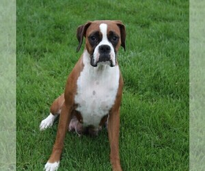 Mother of the Boxer puppies born on 02/13/2026