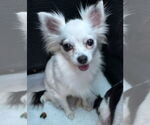 Small Photo #3 Chihuahua Puppy For Sale in Tarrytown, GA, USA