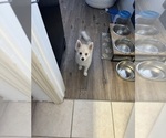 Small Photo #7 Pomsky Puppy For Sale in LOVELAND, CO, USA