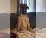 Small #3 Boxer Mix