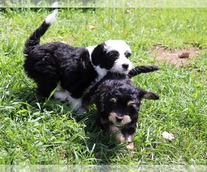 F2 Aussiedoodle Puppy for sale in MARION CENTER, PA, USA