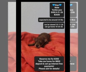 Yorkipoo Puppy for sale in TUCSON, AZ, USA