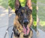 Small #2 German Shepherd Dog