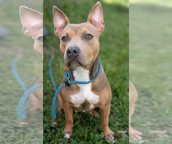 Medium Photo #3 Mutt Puppy For Sale in Crete, IL, USA