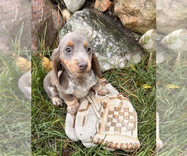 Medium Photo #3 Dachshund Puppy For Sale in MIDDLEBURY, IN, USA