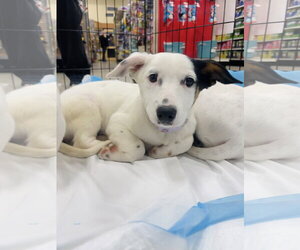 Chihuahua Dogs for adoption in Winter, WI, USA