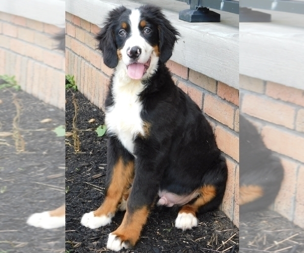 Medium Photo #3 Bernese Mountain Dog Puppy For Sale in FREDERICKSBURG, OH, USA