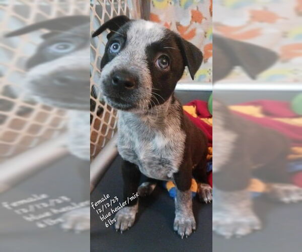 Medium Photo #4 Holland Shepherd-Unknown Mix Puppy For Sale in Springdale, PA, USA