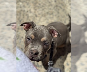 American Bulldog Puppy for sale in BEVERLY, MA, USA