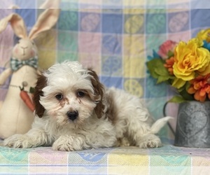 Cavapoo Puppy for sale in LANCASTER, PA, USA