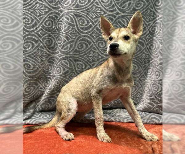 Medium Photo #1 Mutt Puppy For Sale in Wetumpka, AL, USA