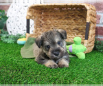Small #2 Schnauzer (Miniature)