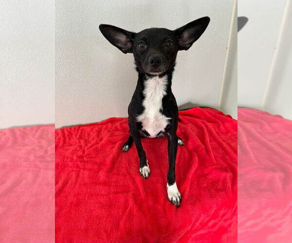 Medium Photo #1 Chihuahua Puppy For Sale in Osgood, IN, USA