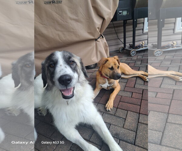 Medium Photo #2 Great Pyrenees Puppy For Sale in Brooklyn Center, MN, USA