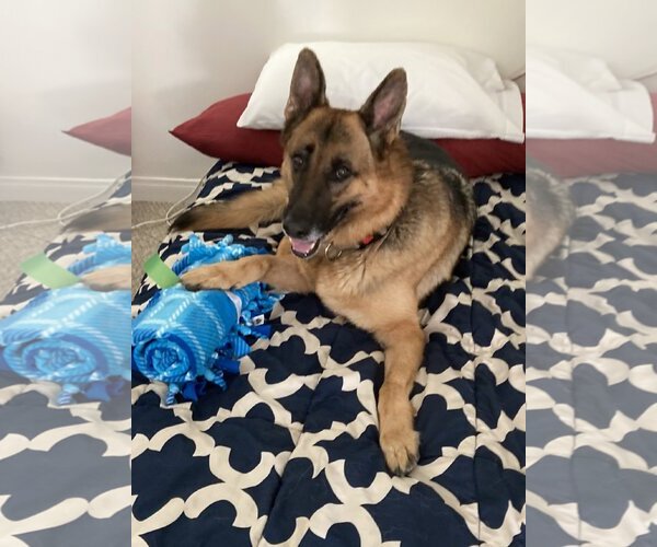 Medium Photo #3 German Shepherd Dog Puppy For Sale in  Ramona, CA, USA