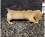 Small Photo #15 Dachshund Puppy For Sale in FAYETTEVILLE, TN, USA