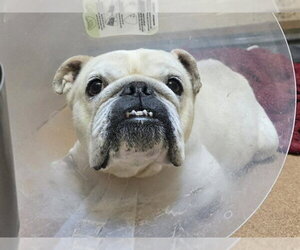 Bulldog-Unknown Mix Dogs for adoption in Martinez, CA, USA