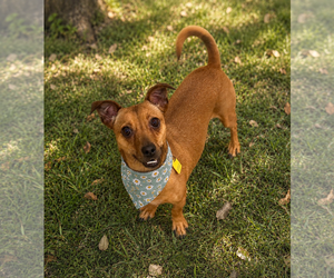 Nim - Male Chiweenie Dog for Adoption - Photo #2