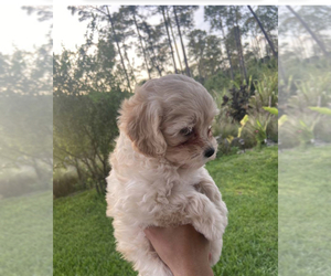 Maltipoo-Poodle (Miniature) Mix Puppy for sale in NAPLES, FL, USA