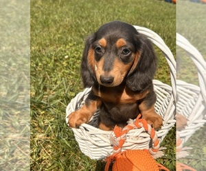 Dachshund Puppy for sale in MIDDLEBURY, IN, USA