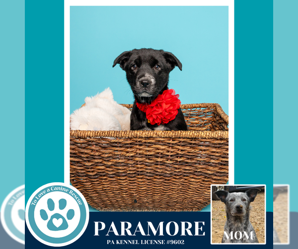 Medium Photo #23 Border Collie-Unknown Mix Puppy For Sale in Kimberton, PA, USA