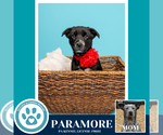 Small #22 Border Collie Mix