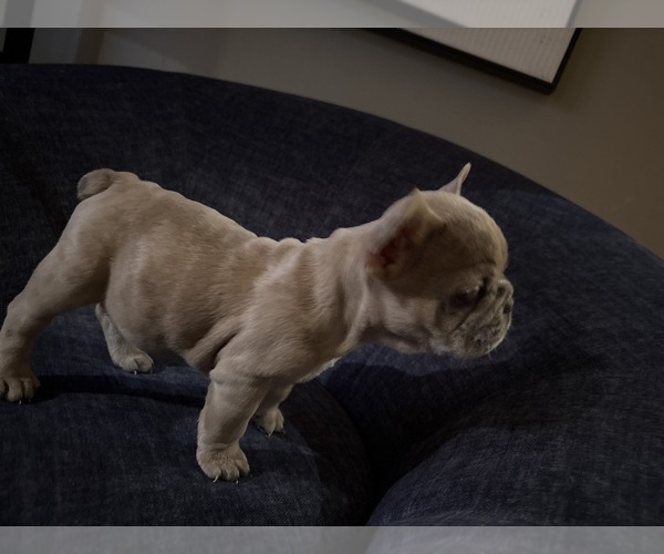 Medium Photo #8 French Bulldog Puppy For Sale in BLOOMINGTON, IN, USA
