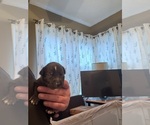 Puppy 1 American Bully