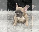Small Photo #5 French Bulldog Puppy For Sale in WEST COLUMBIA, SC, USA