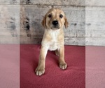 Small #11 Labrador Retriever