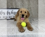 Small #2 Golden Retriever