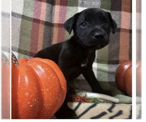 Labrador Retriever-Unknown Mix Dogs for adoption in SHERBURNE, NY, USA