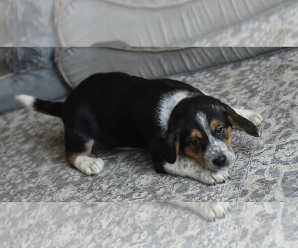Medium Photo #1 Beagle-Border Collie Mix Puppy For Sale in Mechanicsburg, PA, USA