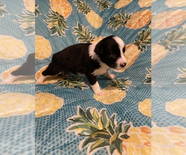 Medium Photo #14 Border Collie Puppy For Sale in AIKEN, SC, USA